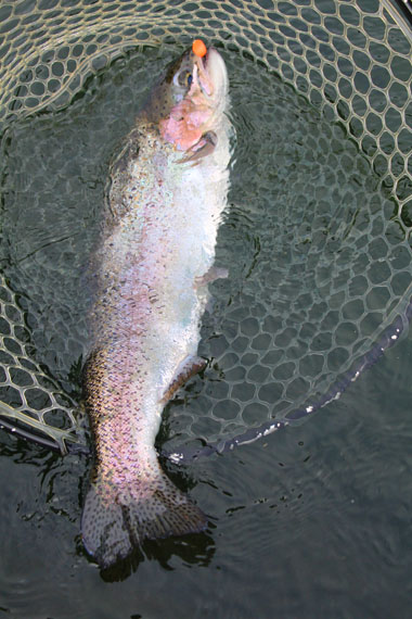 小菅トラウトガーデン 釣果