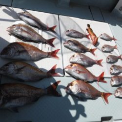 遊漁船 幸友丸 釣果