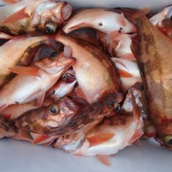 第二むつ漁丸 釣果