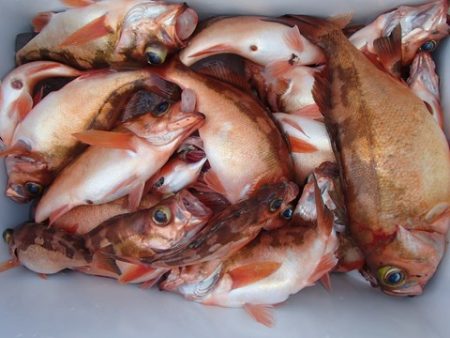 第二むつ漁丸 釣果