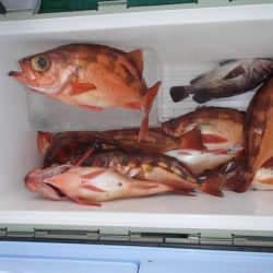 第二むつ漁丸 釣果