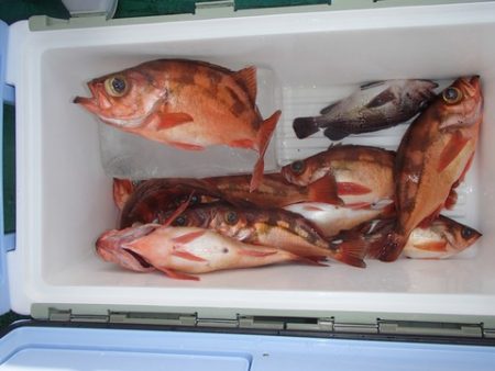 第二むつ漁丸 釣果