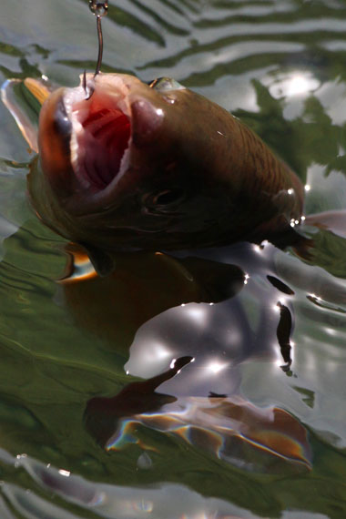 小菅トラウトガーデン 釣果
