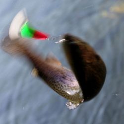 小菅トラウトガーデン 釣果