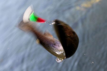 小菅トラウトガーデン 釣果