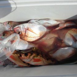 大進丸(新潟) 釣果