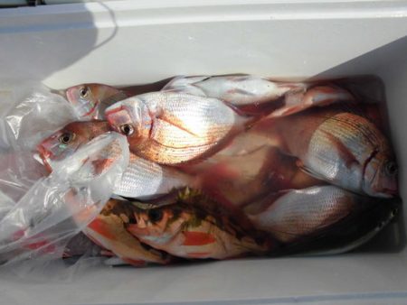 大進丸(新潟) 釣果