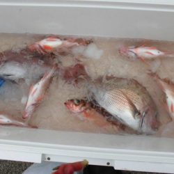 大進丸(新潟) 釣果