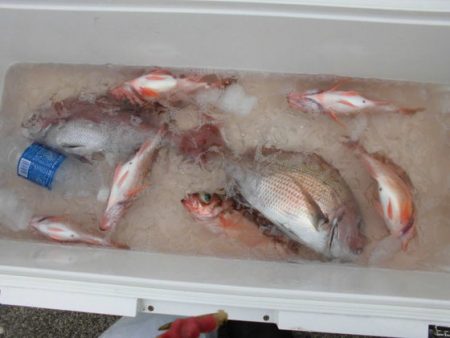 大進丸(新潟) 釣果