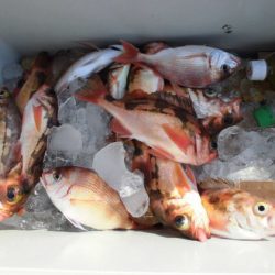 大進丸(新潟) 釣果