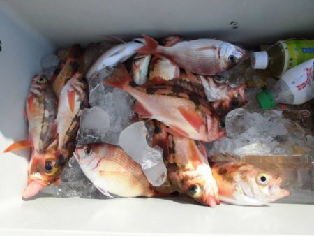 大進丸（新潟） 釣果