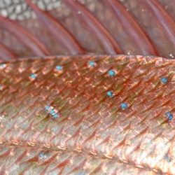 へいみつ丸 釣果