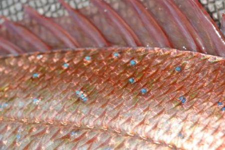 へいみつ丸 釣果