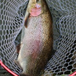 小菅トラウトガーデン 釣果