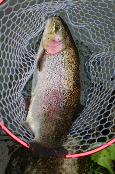 小菅トラウトガーデン 釣果