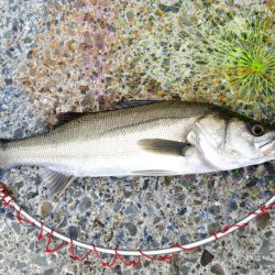 ボラを避けつつ…