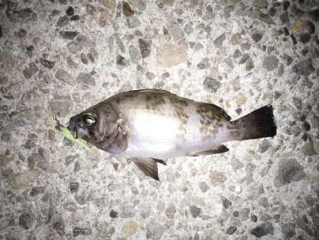 アタリはあるものの…