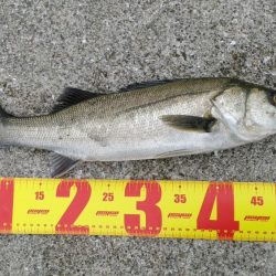 ボラを避けつつ…