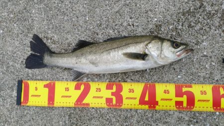 ボラを避けつつ…