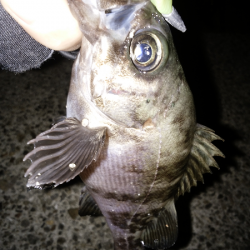 アタリはあるものの…