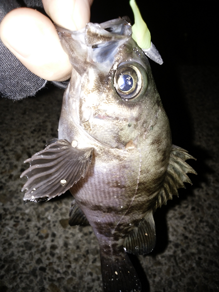 アタリはあるものの…