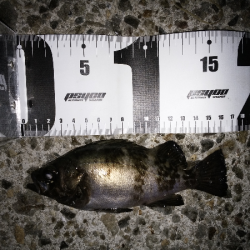 アタリはあるものの…