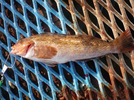 オリジナルメーカー海づり公園(市原市海づり施設) 釣果