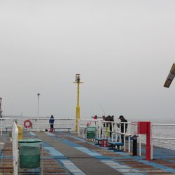 オリジナルメーカー海づり公園(市原市海づり施設) 釣果