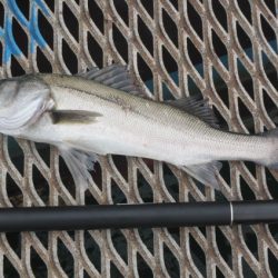 オリジナルメーカー海づり公園(市原市海づり施設) 釣果