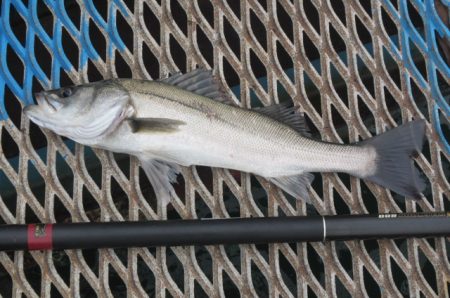 オリジナルメーカー海づり公園(市原市海づり…