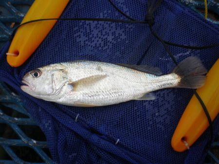 オリジナルメーカー海づり公園(市原市海づり施設) 釣果