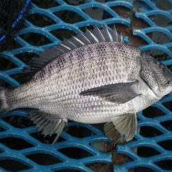 オリジナルメーカー海づり公園(市原市海づり施設) 釣果