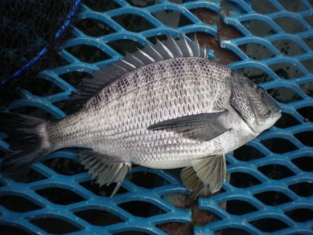 オリジナルメーカー海づり公園(市原市海づり施設) 釣果