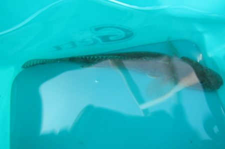 オリジナルメーカー海づり公園(市原市海づり施設) 釣果