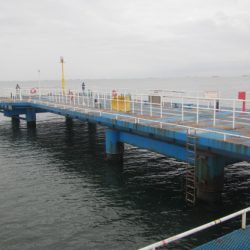 オリジナルメーカー海づり公園(市原市海づり施設) 釣果