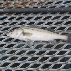 オリジナルメーカー海づり公園(市原市海づり施設) 釣果