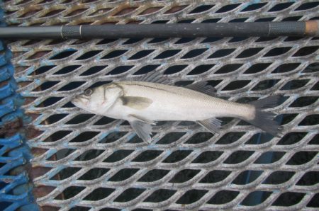 オリジナルメーカー海づり公園(市原市海づり施設) 釣果