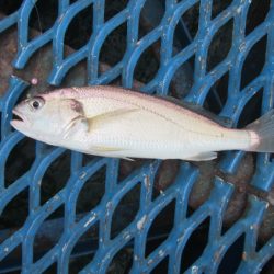 オリジナルメーカー海づり公園(市原市海づり施設) 釣果