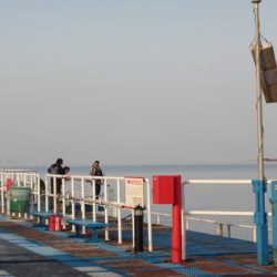 オリジナルメーカー海づり公園(市原市海づり施設) 釣果