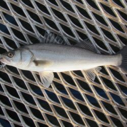 オリジナルメーカー海づり公園(市原市海づり施設) 釣果