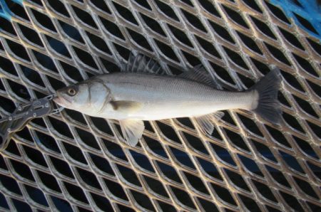オリジナルメーカー海づり公園(市原市海づり…