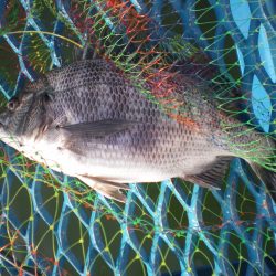 オリジナルメーカー海づり公園(市原市海づり施設) 釣果