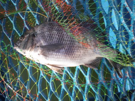 オリジナルメーカー海づり公園(市原市海づり施設) 釣果