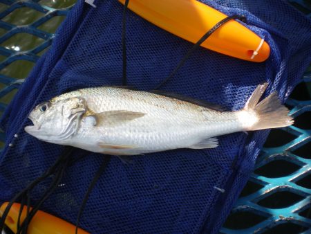 オリジナルメーカー海づり公園(市原市海づり施設) 釣果