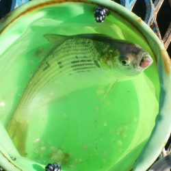 オリジナルメーカー海づり公園(市原市海づり施設) 釣果