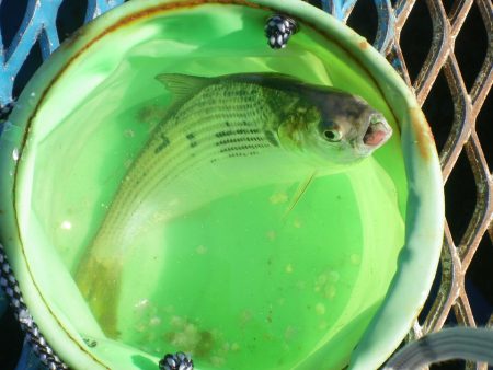 オリジナルメーカー海づり公園(市原市海づり施設) 釣果