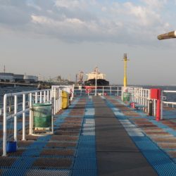 オリジナルメーカー海づり公園(市原市海づり施設) 釣果