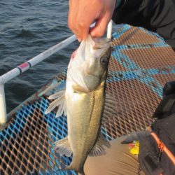 オリジナルメーカー海づり公園(市原市海づり施設) 釣果
