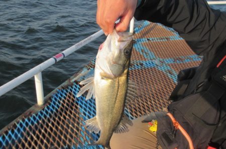 オリジナルメーカー海づり公園(市原市海づり施設) 釣果