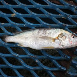 オリジナルメーカー海づり公園(市原市海づり施設) 釣果